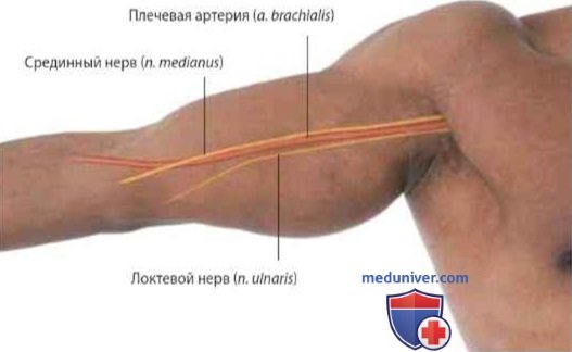 Расположение плечевой артерии на плече: поверхностная анатомия