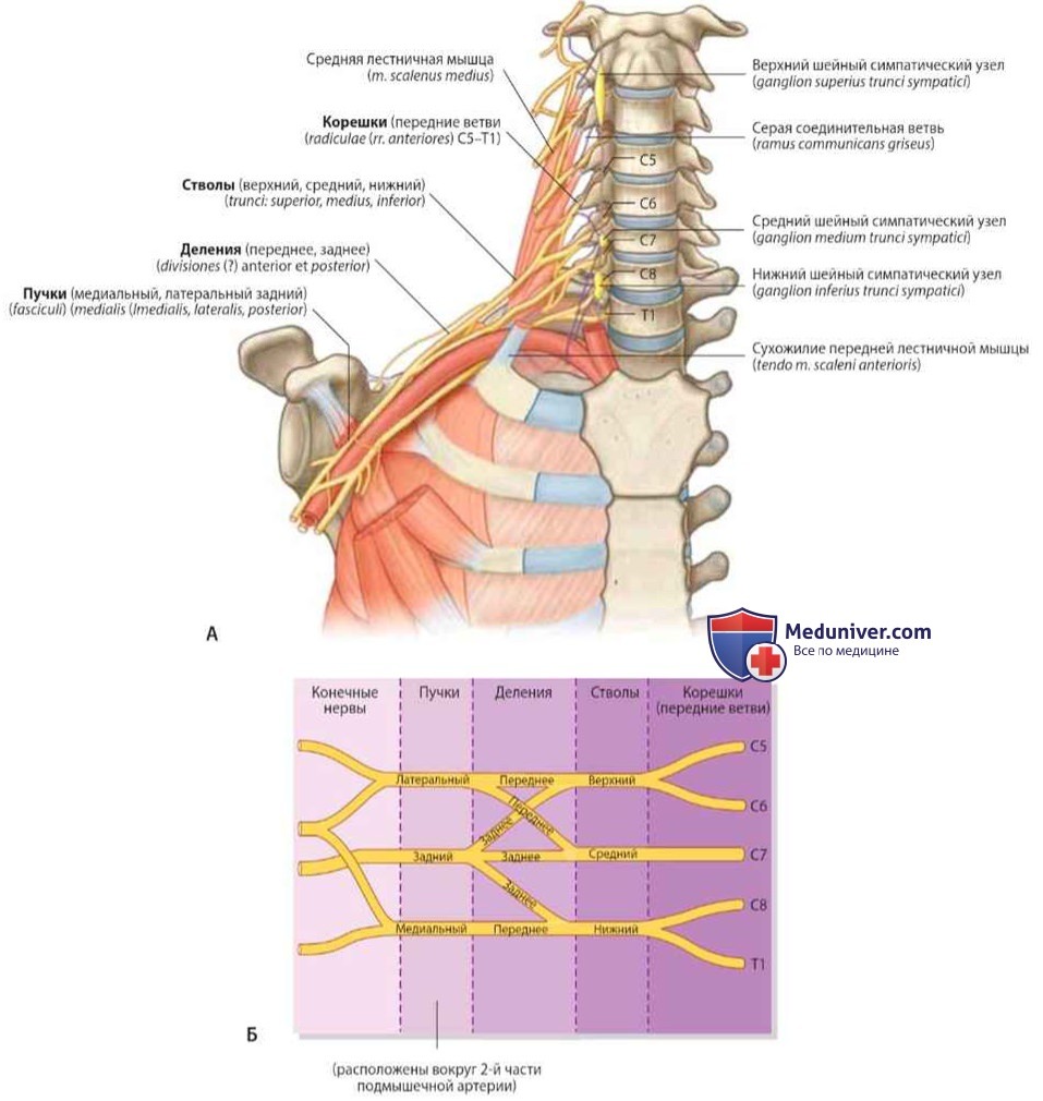 Плечевое сплетение как содержимое подмышечной полости: анатомия, топография