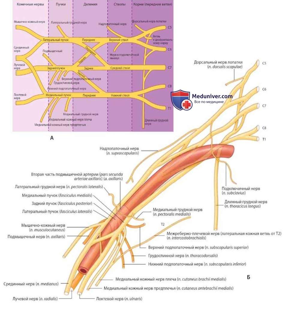 Плечевое сплетение как содержимое подмышечной полости: анатомия, топография