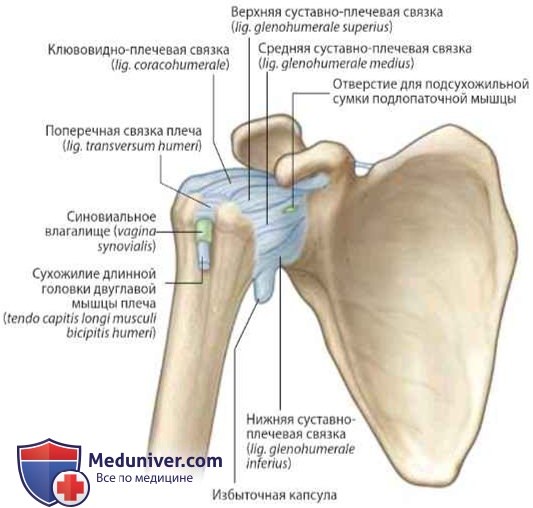 Плечевой сустав: анатомия, топография