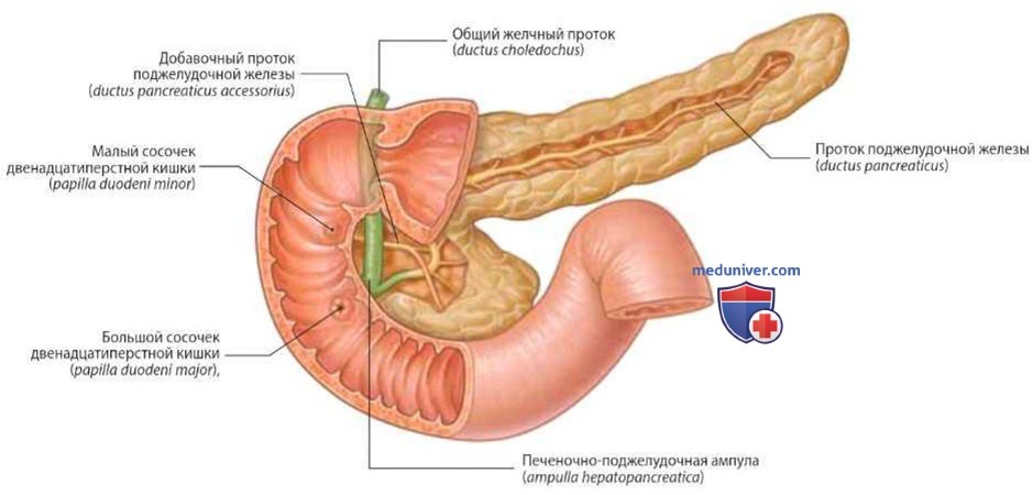 Поджелудочная железа как орган брюшной полости