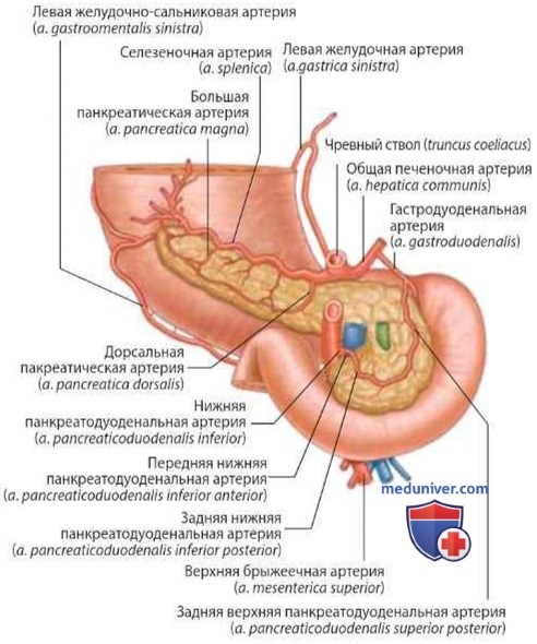 Поджелудочная железа как орган брюшной полости