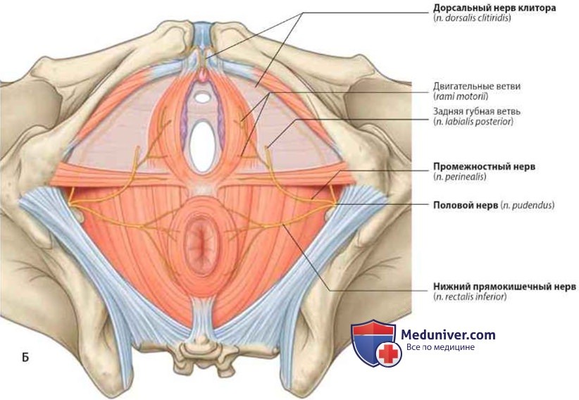 Половой нерв (n.pudendus): анатомия, топография