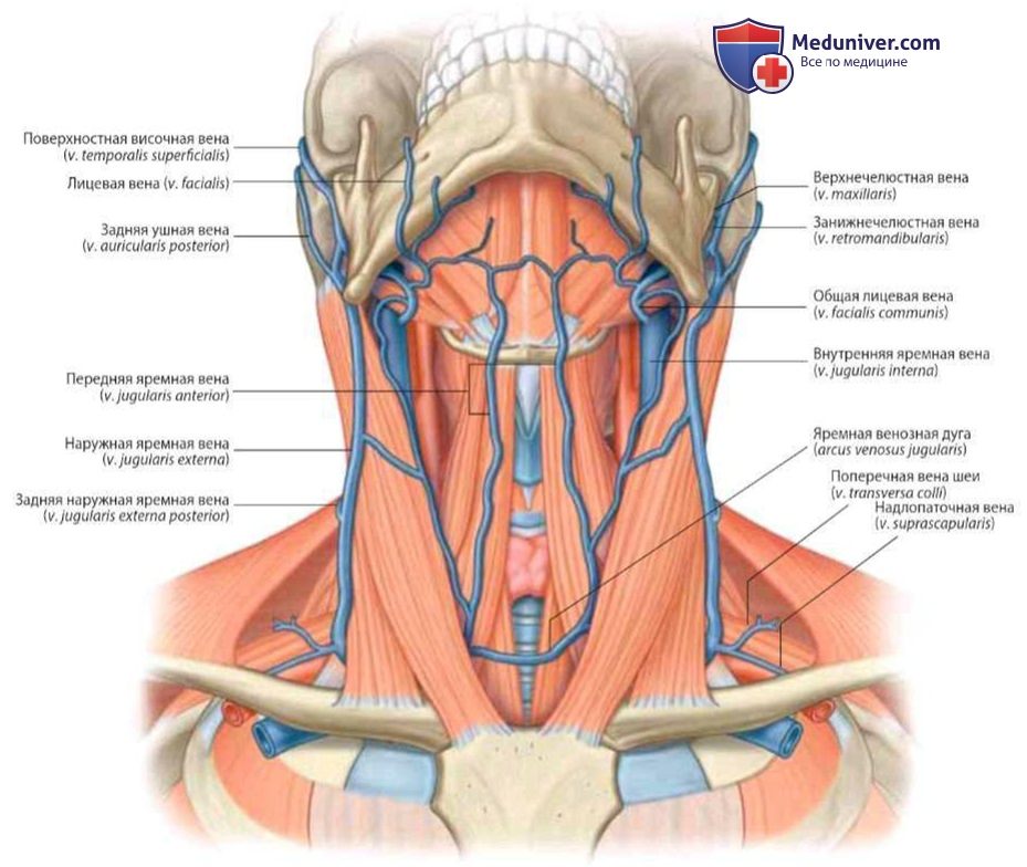 Поверхностные вены шеи: анатомия, топография