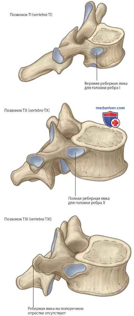   (vertebrae thoracales): , 