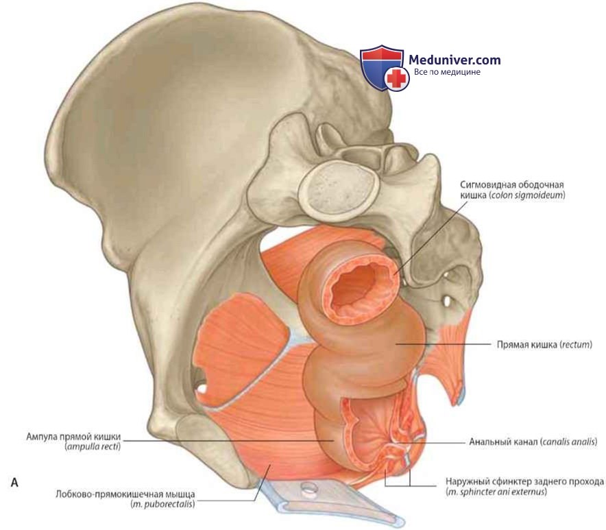 Прямая кишка (rectum): анатомия, топография