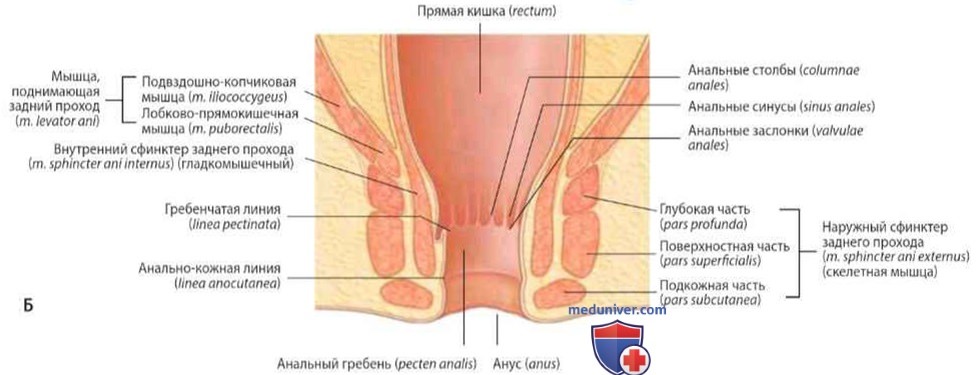 Прямая кишка (rectum): анатомия, топография