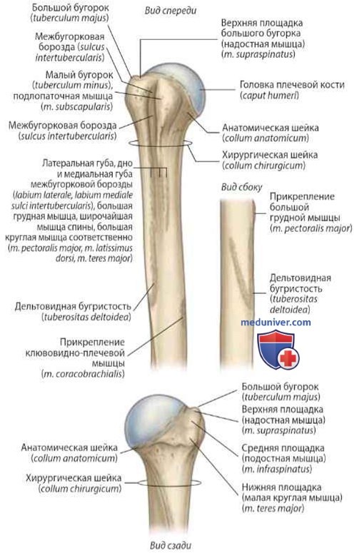 Проксимальный конец плечевой кости как кость плечевого пояса: анатомия, топография