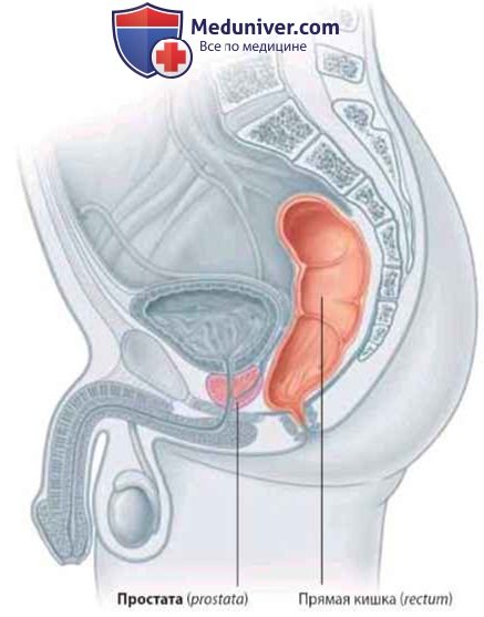 Простата у мужчин и матка у женщин располагаются спереди от прямой кишки