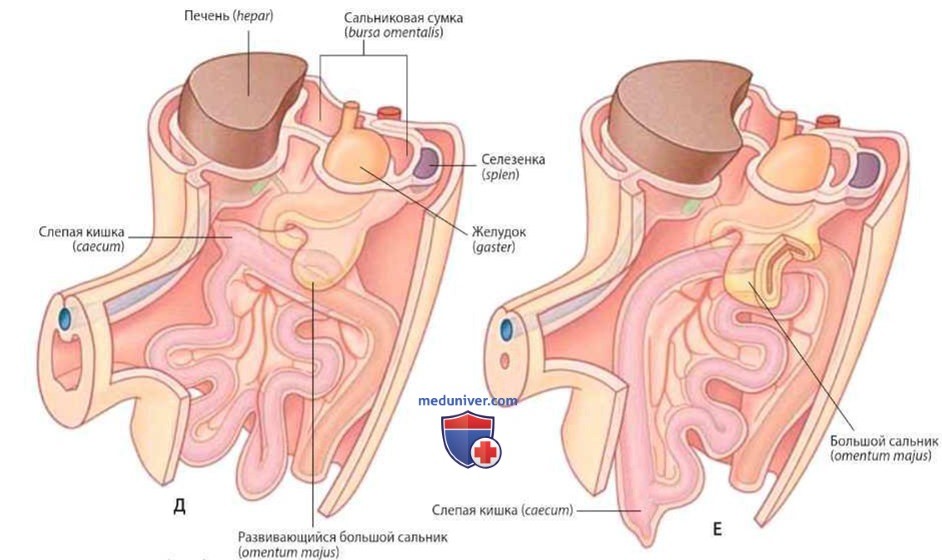 Расположение органов брюшной полости у взрослых