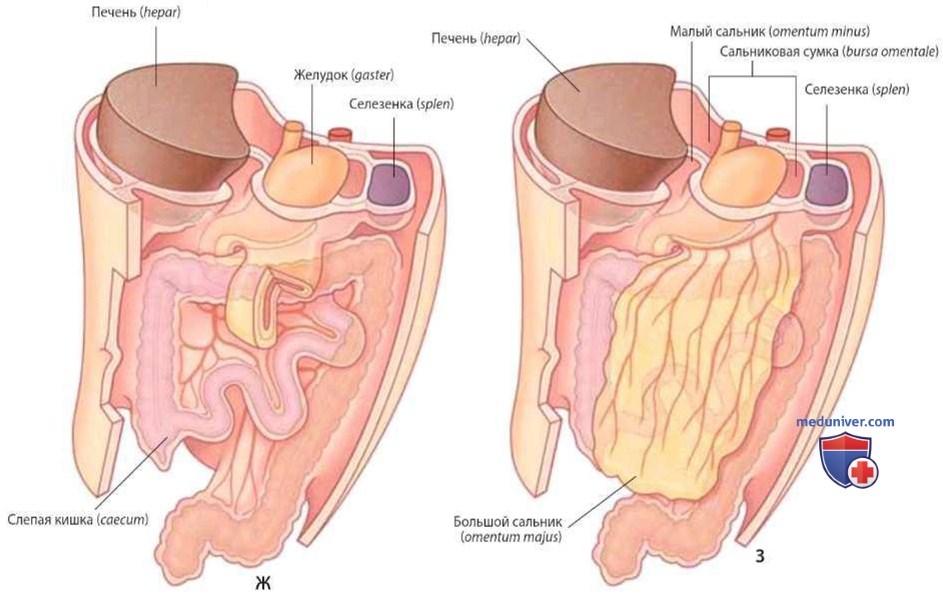 Расположение органов брюшной полости у взрослых