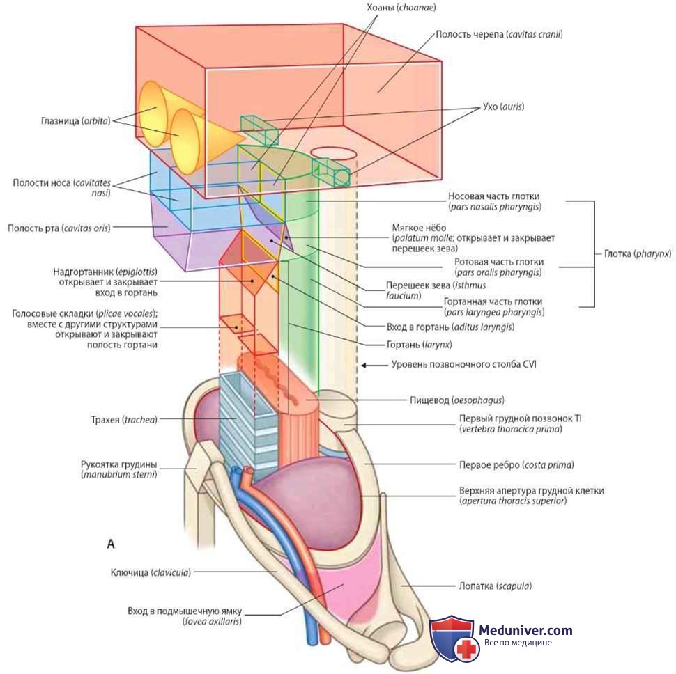 Функциональное разделение пищеварительного и дыхательного путей: анатомия, топография