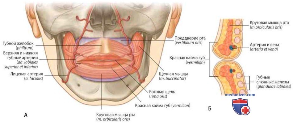 Ротовая щель и губы: анатомия, топография