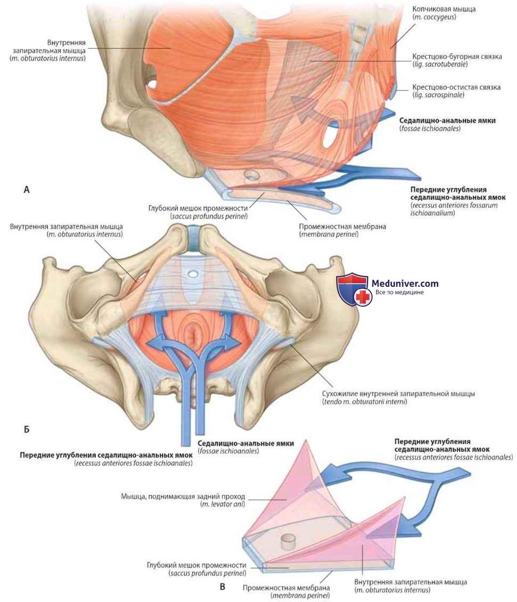 Седалищно-анальные ямки и их передние углубления: анатомия, топография