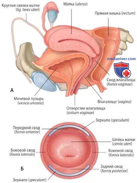 Шейка матки (cervix uteri): анатомия, топография