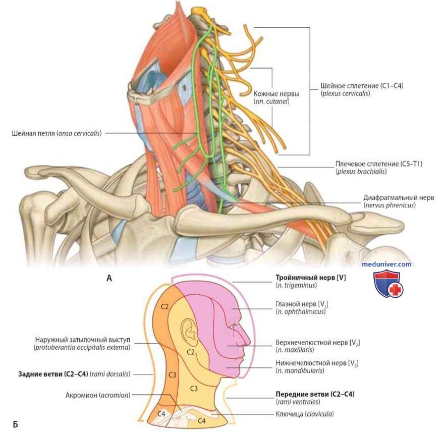 Шейные нервы: анатомия, топография
