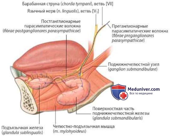 Слюнные железы: анатомия, топография, кровоснабжение, иннервация