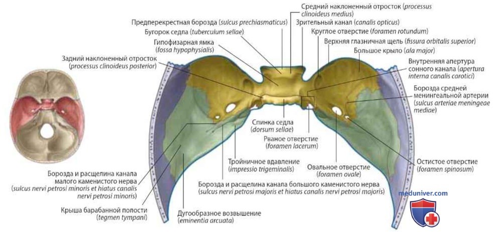 Средняя черепная ямка: анатомия, топография