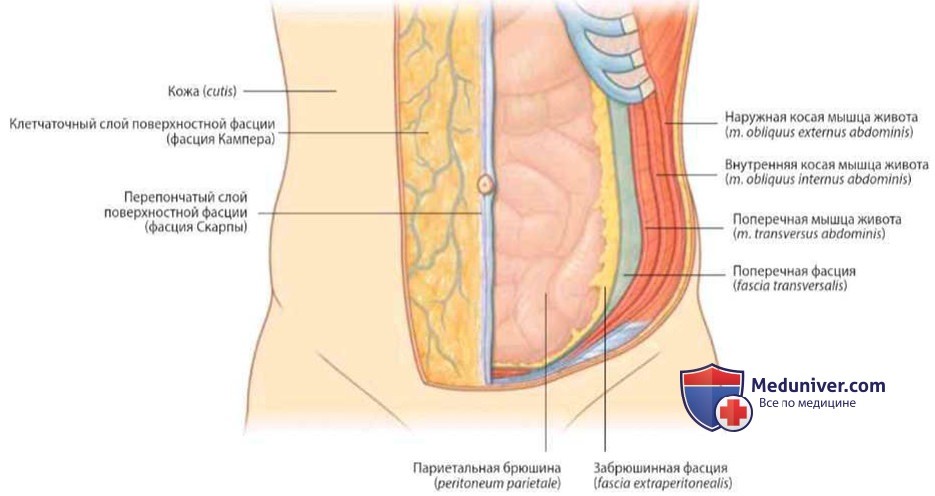 Стенка брюшной полости: анатомия, строение