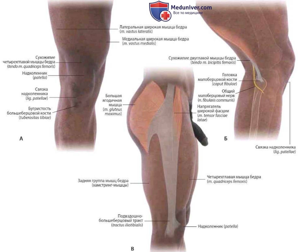 Определение структур в области коленного сустава