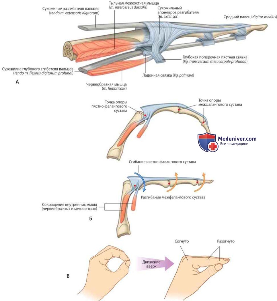 Сухожильные апоневрозы разгибателей: анатомия, топография