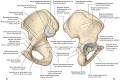 Термины и понятия в анатомии