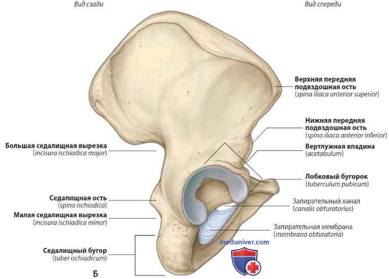 Тазовая кость: анатомия, топография