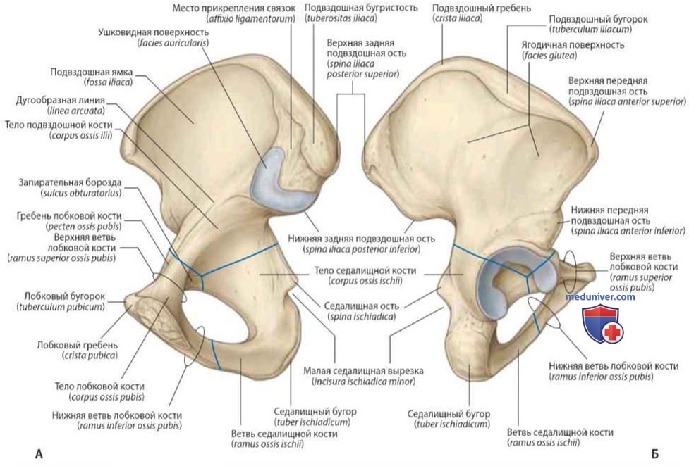 Подвздошная кость (os ilium) тазовой кости