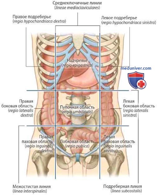 Толстая кишка как орган брюшной полости: анатомия, топография