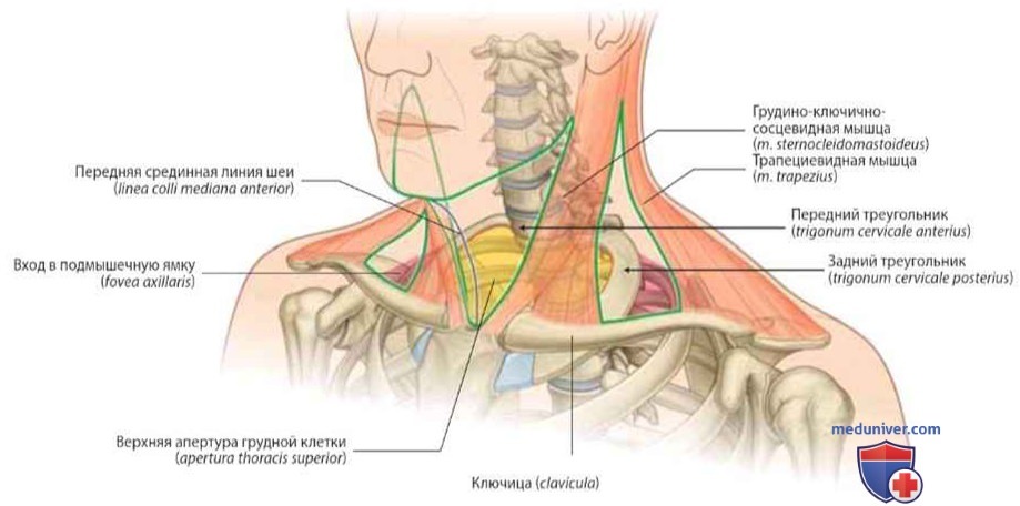 Передний и задний треугольники шеи