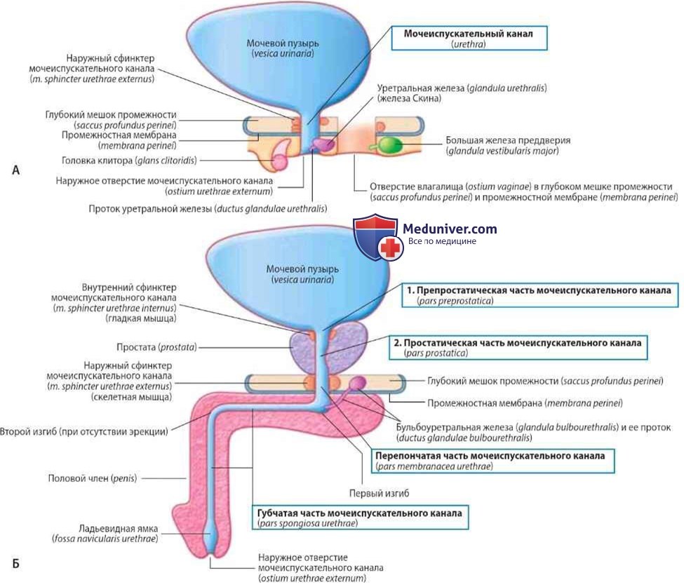 Мочеиспускательный канал (urethra) мужской и женский: анатомия, топография