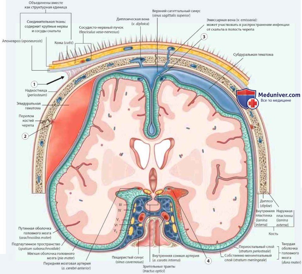 Венозный отток от головного мозга: анатомия, топография