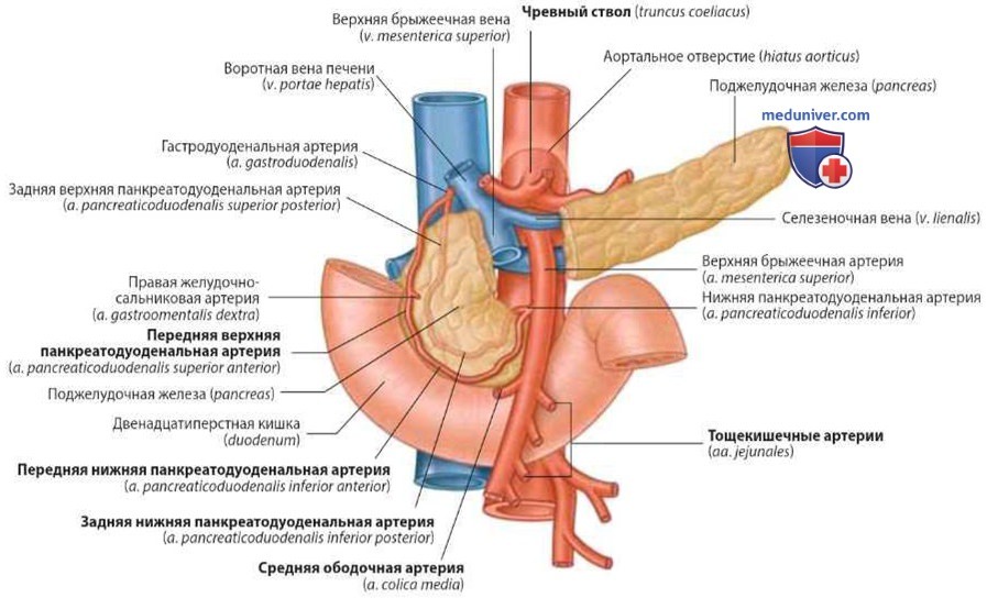 Верхняя брыжеечная артерия (a. mesenterica superior): анатомия, топография