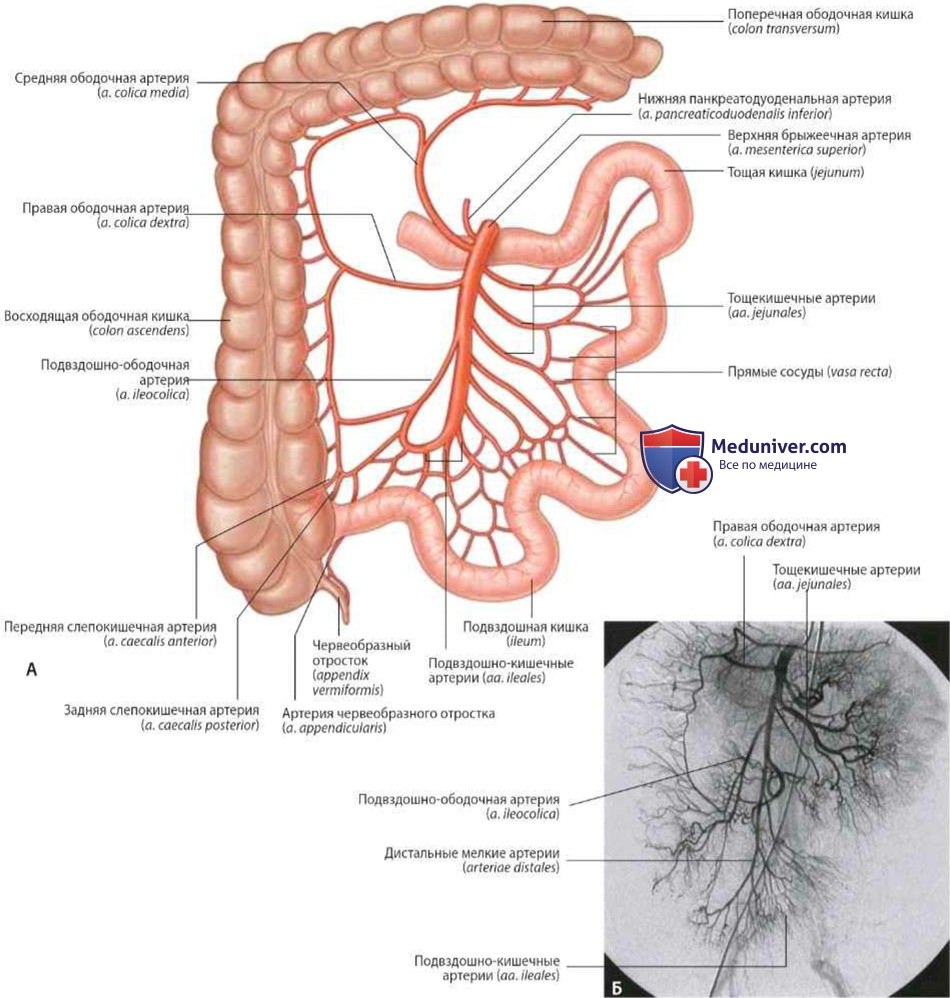 Верхняя брыжеечная артерия (a. mesenterica superior): анатомия, топография