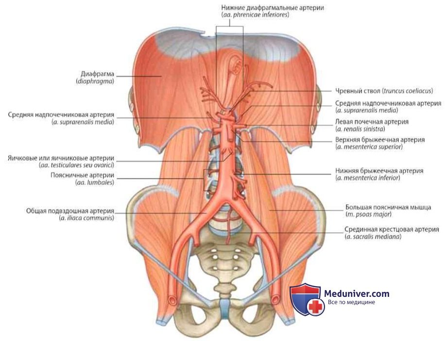 Ветви брюшной аорты: анатомия, топография