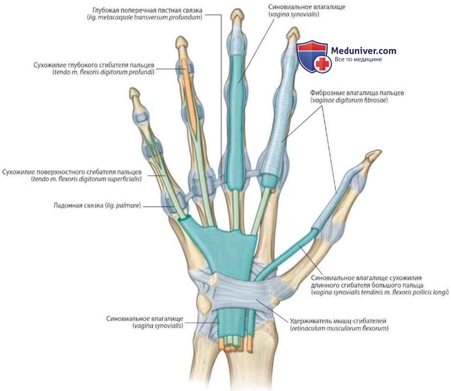 Фиброзные влагалища пальцев кисти: анатомия, топография
