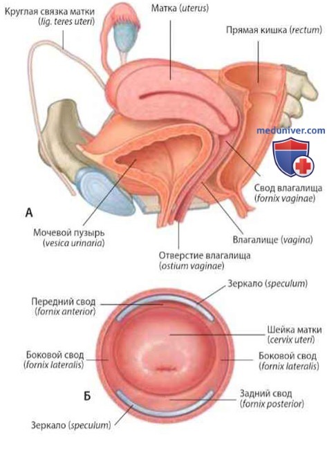 Влагалище (vagina): анатомия, топография