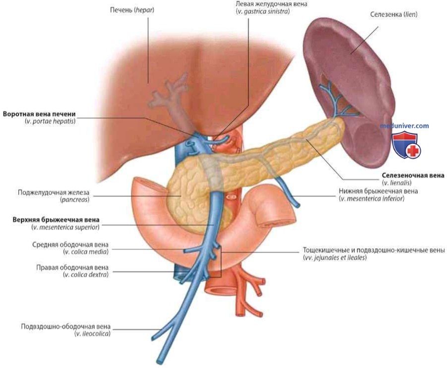 Воротная вена печени (v. portae hepatis): анатомия, топография