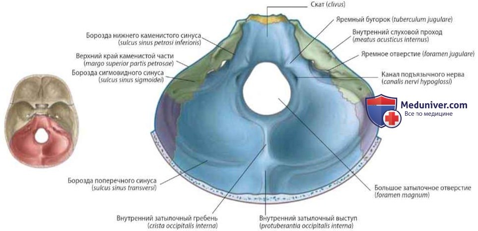 Задняя черепная ямка: анатомия, топография