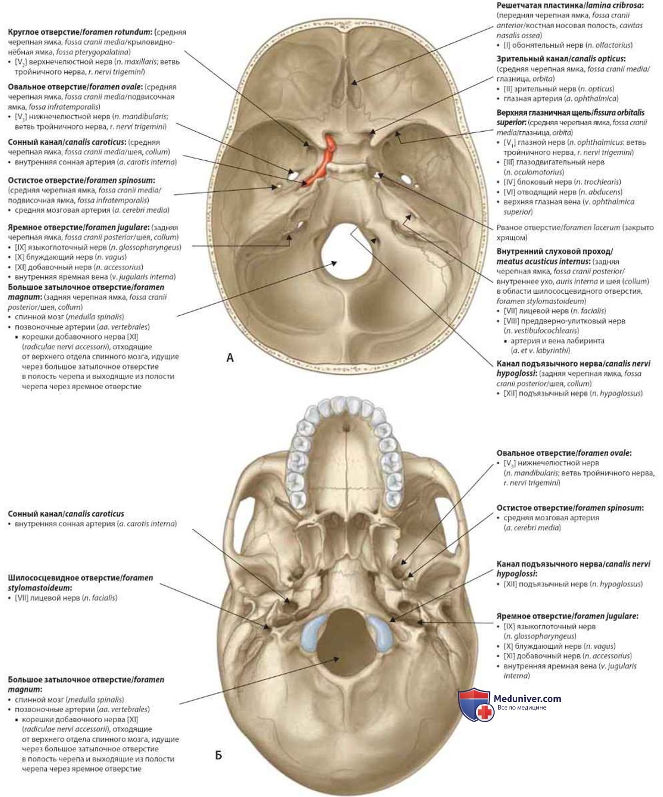 Задняя черепная ямка: анатомия, топография