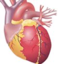 патофизиология сердца и сердечно-сосудистой системы