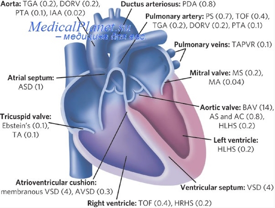 проводящая система сердца