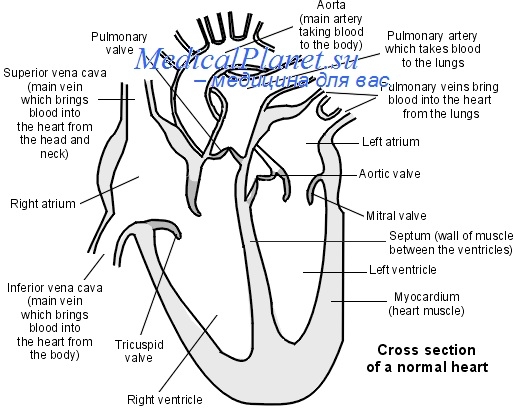 открытый артериальный проток