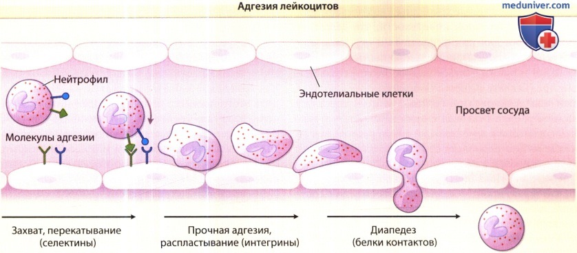 Адгезия лейкоцитов