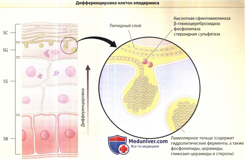 Дифференцировка клеток эпидермиса