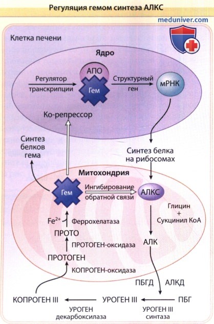 Этапы синтеза порфирина гема