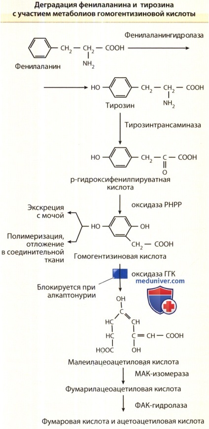 Метаболизм фенилаланина и тирозина