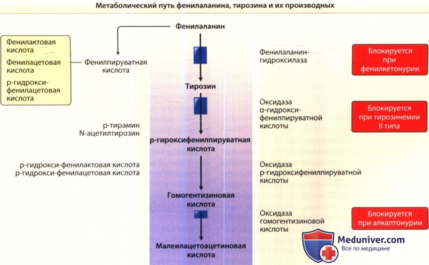 Метаболизм фенилаланина и тирозина