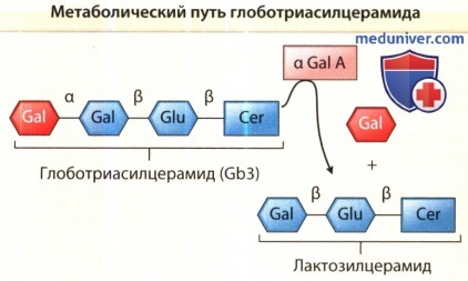 Метаболический путь превращения глоботриасилцерамида в галактозу (Gal) и лактозилцерамид