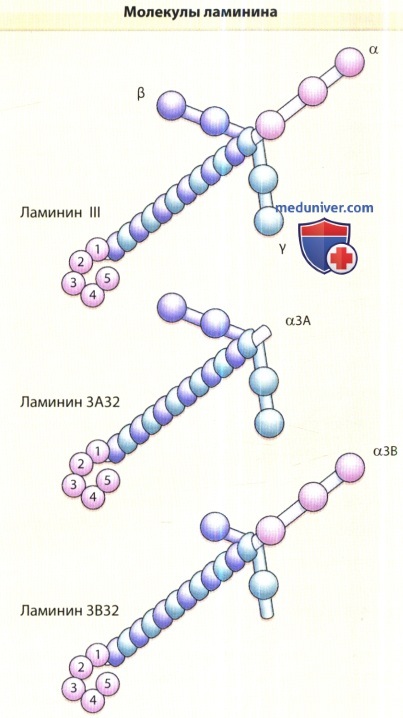 Молекулы ламинина базальной мембраны